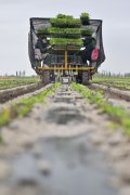茄的采收进度和工场的加工进度连结分歧